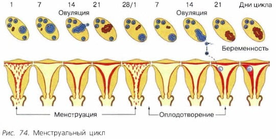Менструальный цикл