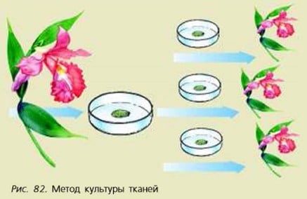 Метод культуры тканей