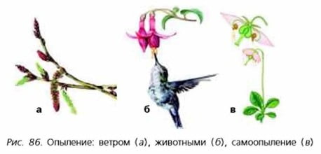 Опыление: ветром (а), животными (6), самоопыление (в)