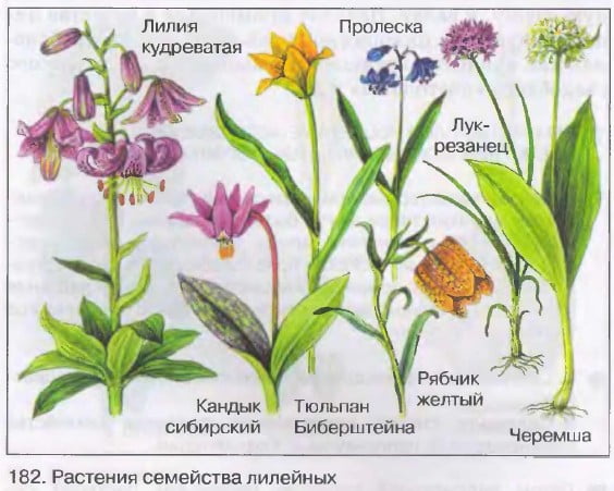 Растения семейства лилейных