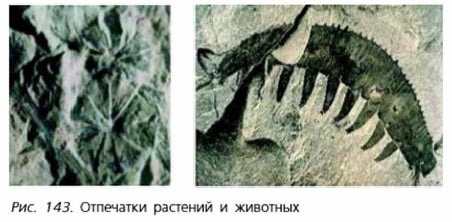Отпечатки растений и животных