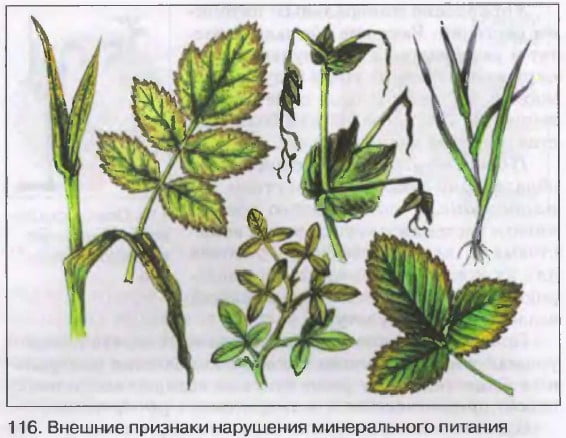 Внешние признаки нарушения минерального питания