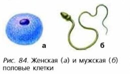 Женская (а) и мужская (6) половые клетки