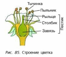 Строение цветка