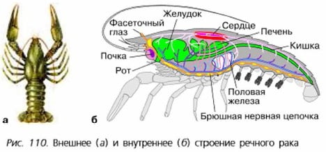 Строение Рака Фото