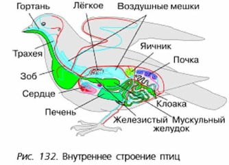 Внутреннее строение птиц