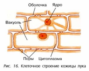 Клеточное строение кожицы лука