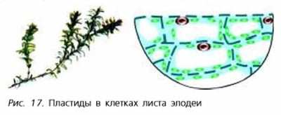 Пластиды в клетках листа элодеи