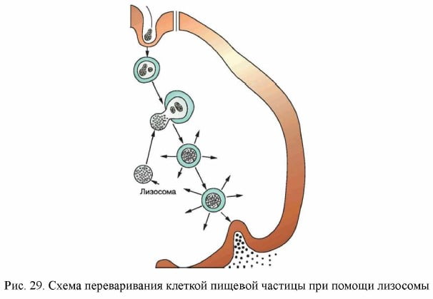 Фагоцитоз лизосома