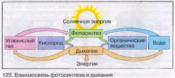 Взаимосвязь фотосинтеза и дыхания