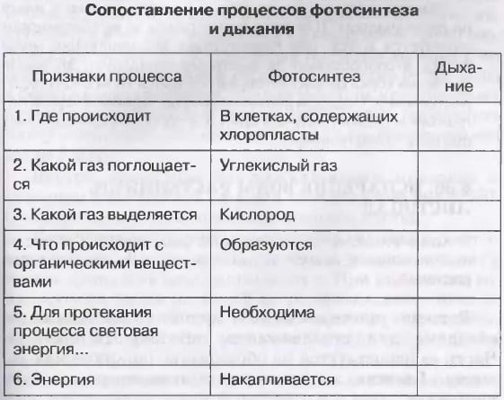 Сопоставление процессов фотосинтеза и дыхания