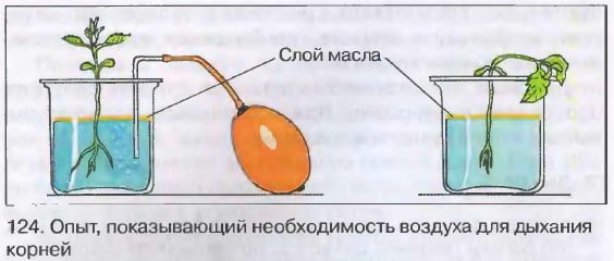 Опыт, показывающий необходимость воздуха для дыхания корней