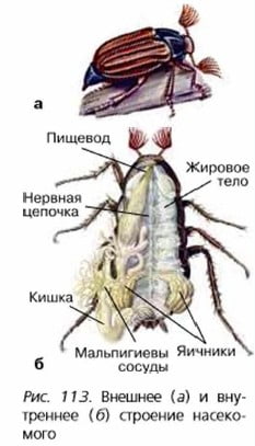 Внешнее и внутреннее строение насекомого