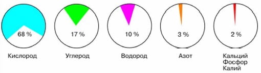 Соотношение химических элементов в клетке