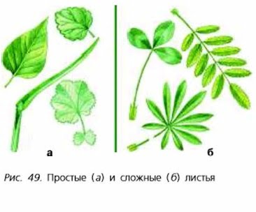 Строение простых листьев