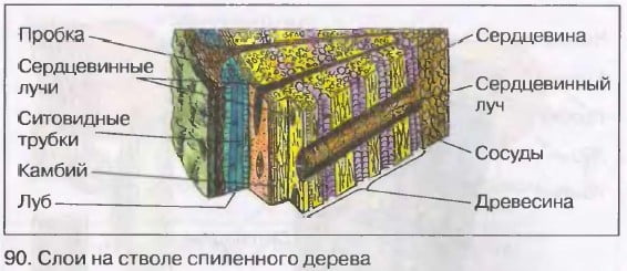 Внутреннее строение дерева 6 класс биология. Слои на стволе спиленного дерева биология 6 класс. Слои на стволе спиленного дерева рисунок.