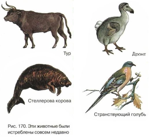 Эти животные были истреблены совсем недавно