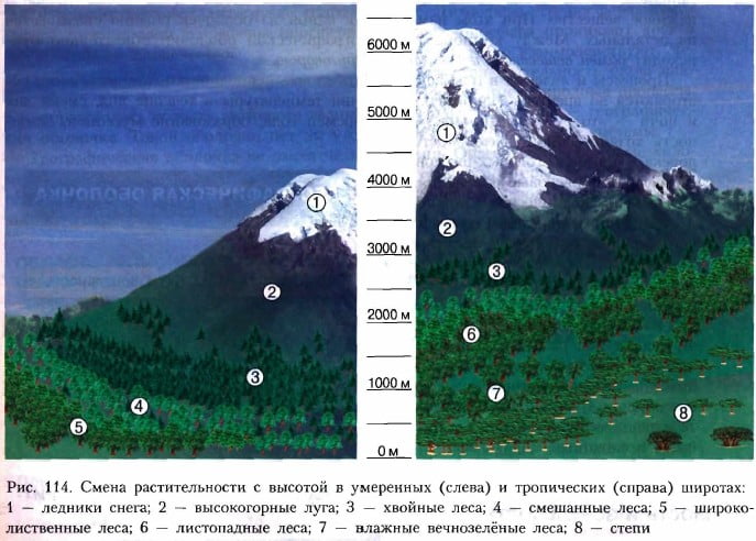 Смена растительности с высотой