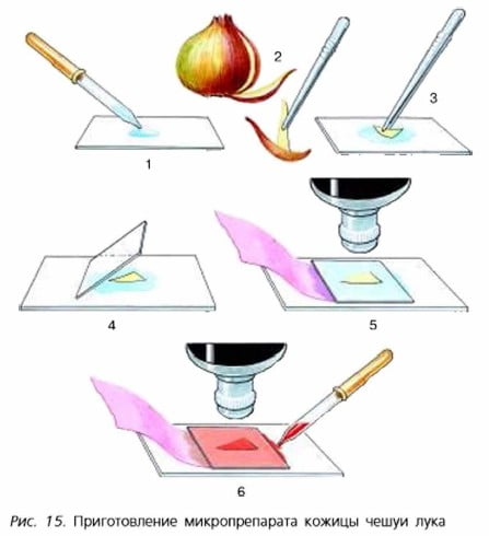 Приготовление микропрепарата кожицы чешуи лука