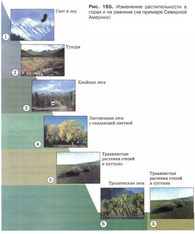 Изменение растительности в горах и на равнине