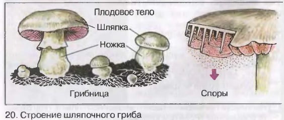 Рисунок споры гриба. Строение шляпочного гриба и образование спор. Шляпочные грибы споры. Грибы строение и размножение. Строение шляпочного гриба и образование спор рисунок.