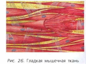 Гладкая мышечная ткань