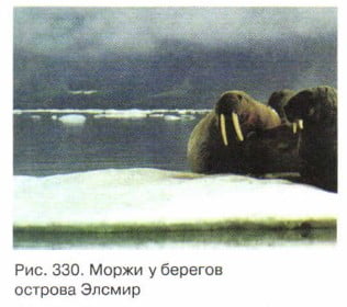 Моржи