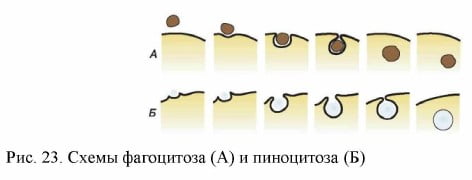Схемы фагоцитоза (А) и пиноцитоза (Б)
