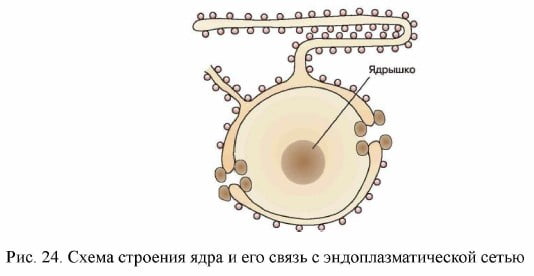 Схема строения ядра
