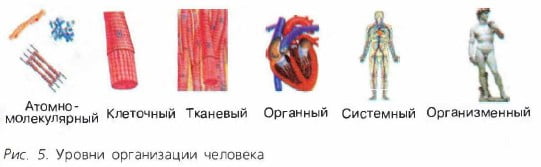Уровни организации человека