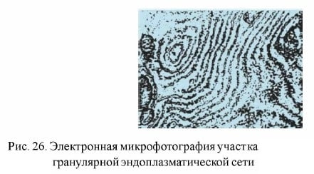 Электронная микрофотография участка гранулярной эндоплазматической сети