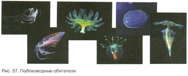 Глубоководные обитатели