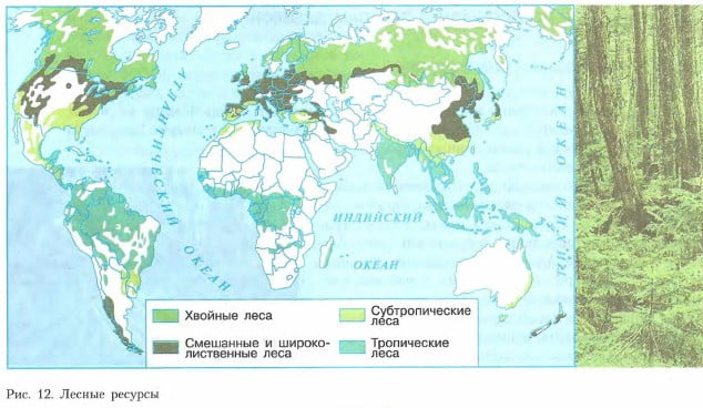 Лесные ресурсы