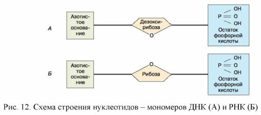 Нуклеотиды рнк представлены. Схема строения нуклеотида ДНК. Строение нуклеотида РНК. Схема строения нуклеотидов мономеров ДНК И РНК. Схема строения нуклеотида ДНК И РНК.